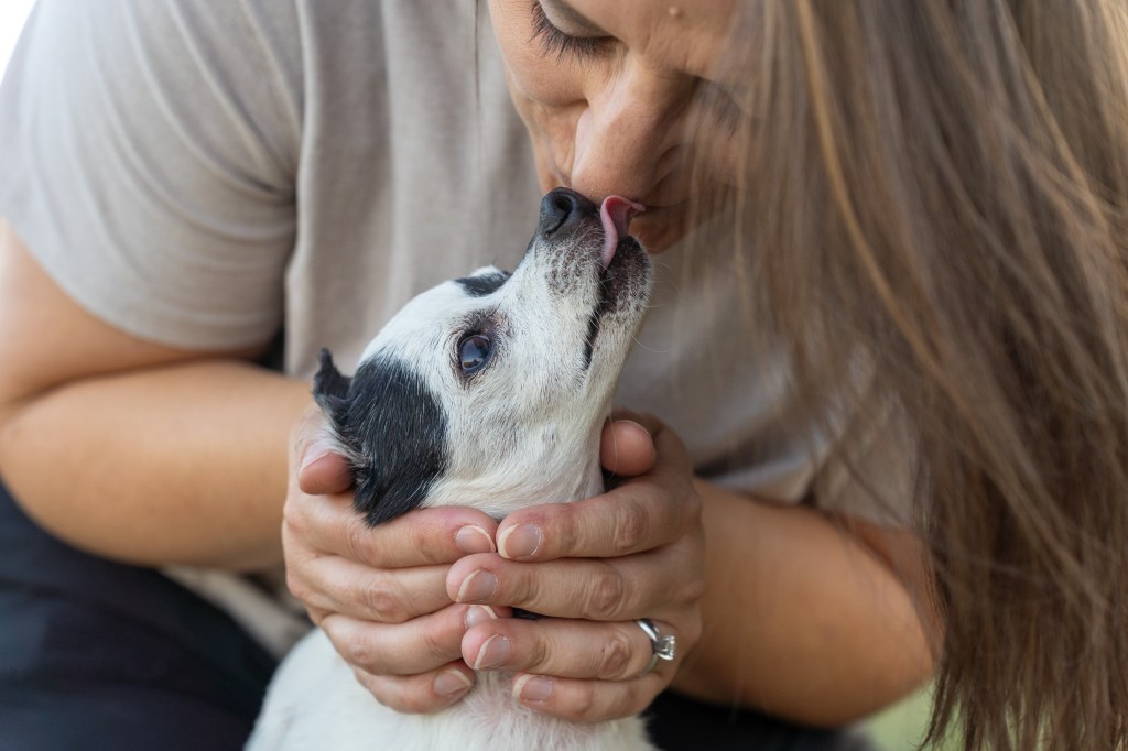 Older Chihuahua kisses her pet parents nose during a session at Central Park in Denver Colorado