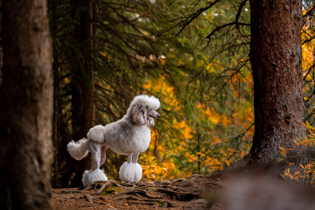 Poodle standing to the right in the fall forest of Breckenridge Colorado