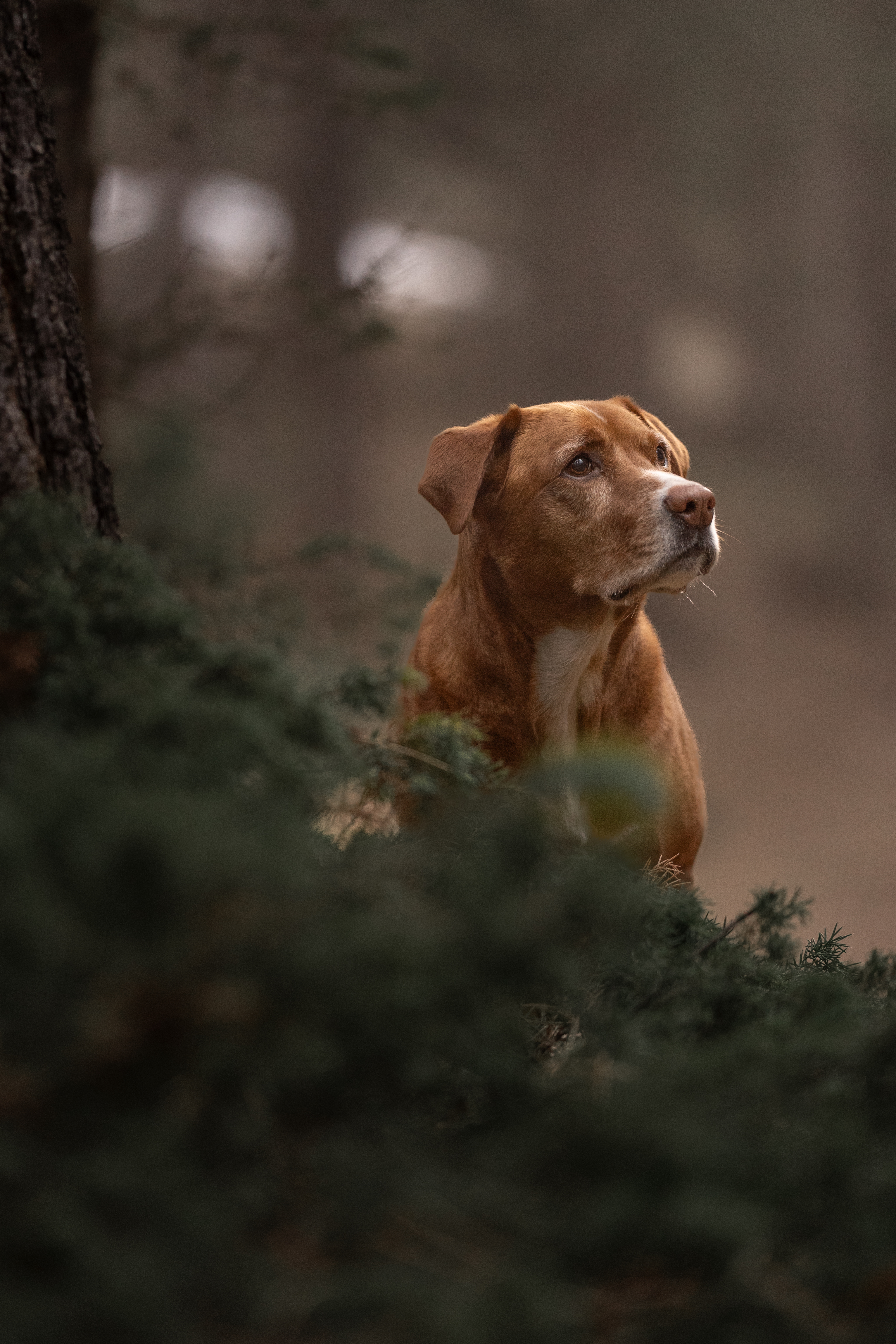 Mixed breed dog portrait in the green pine looking to the right near Denver Colorado.