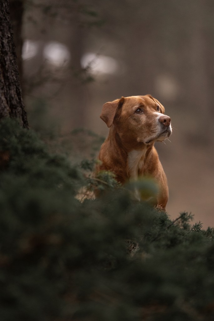 Tan mixed breed dog poses in the forest of Boulder Colorado