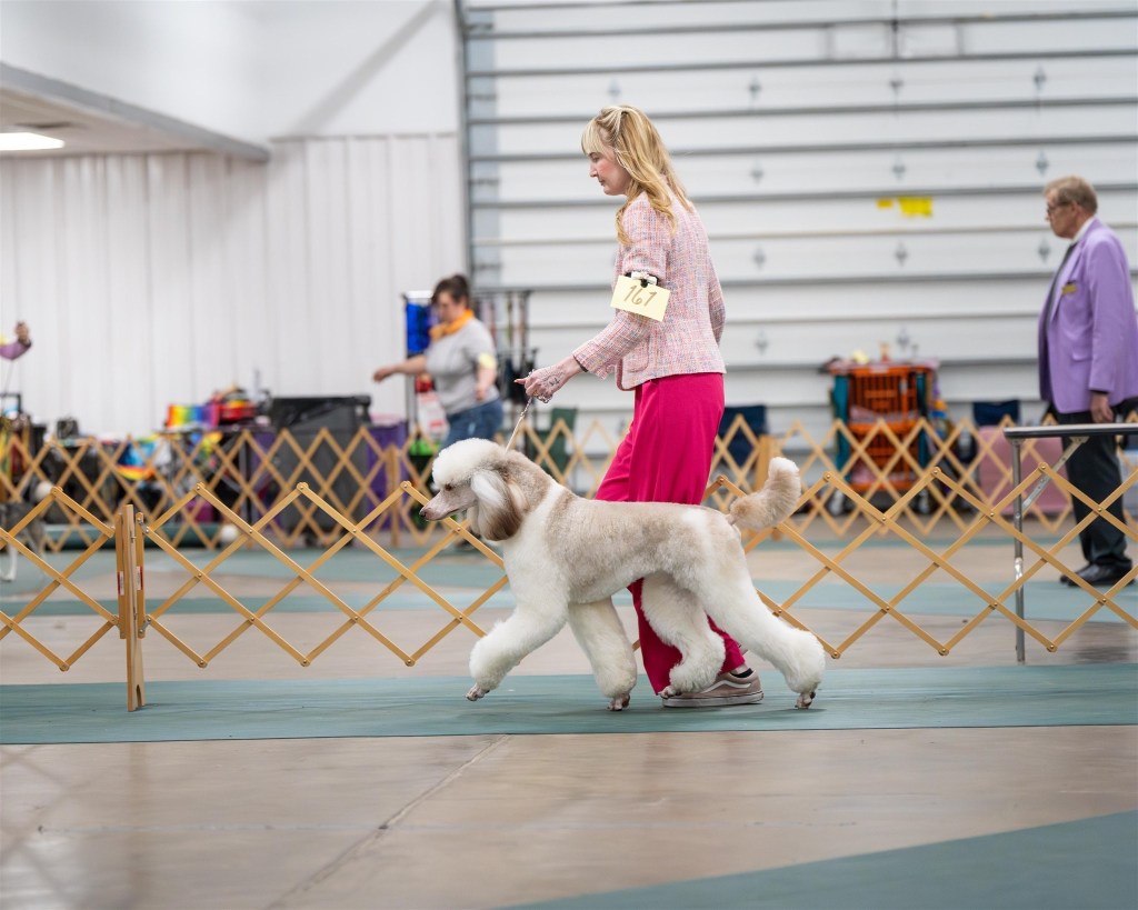 Standard poodle moves during a dog show.