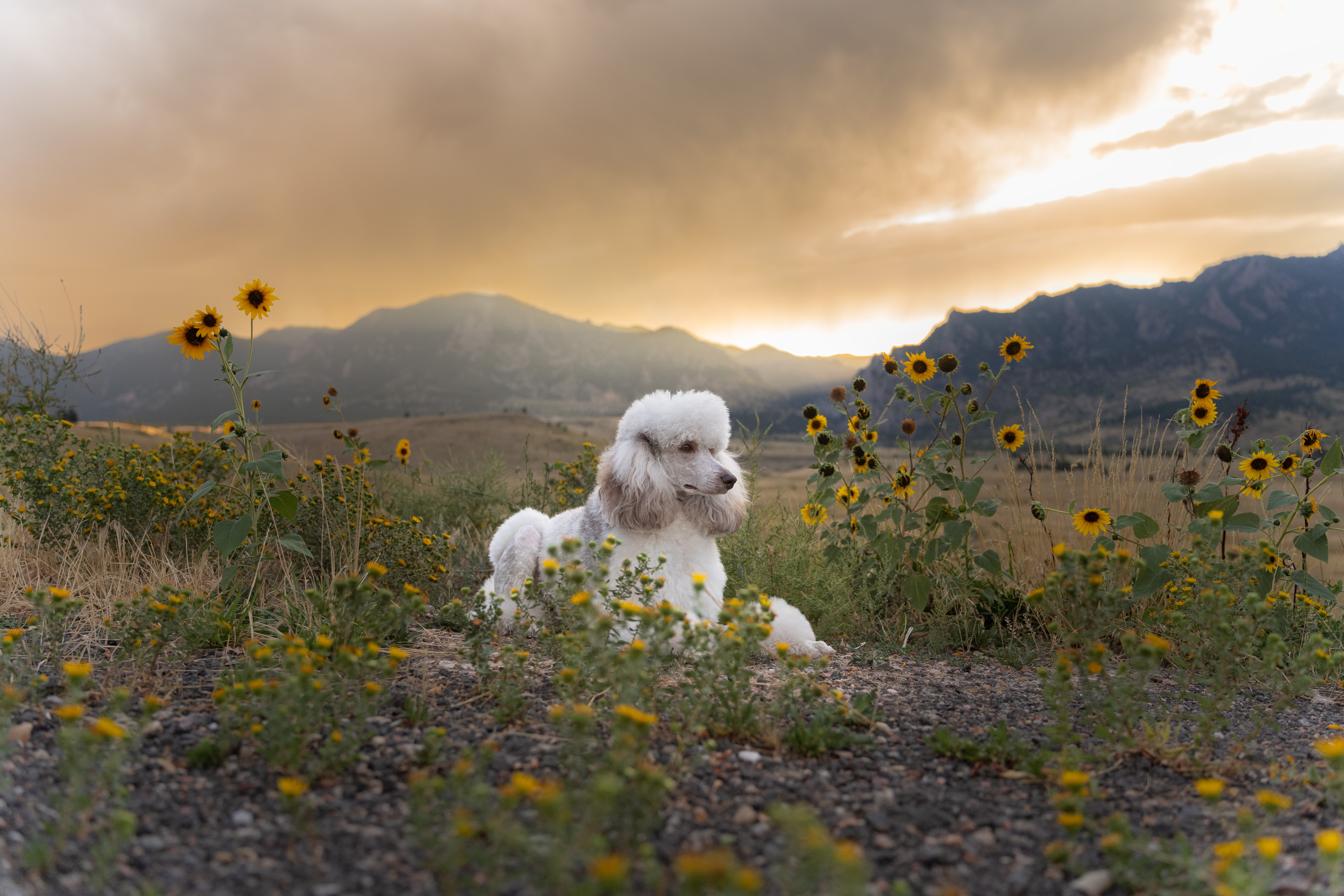 Poodle lays in the sunflowers during a sunset with the Flat Irons Mountain in the background.