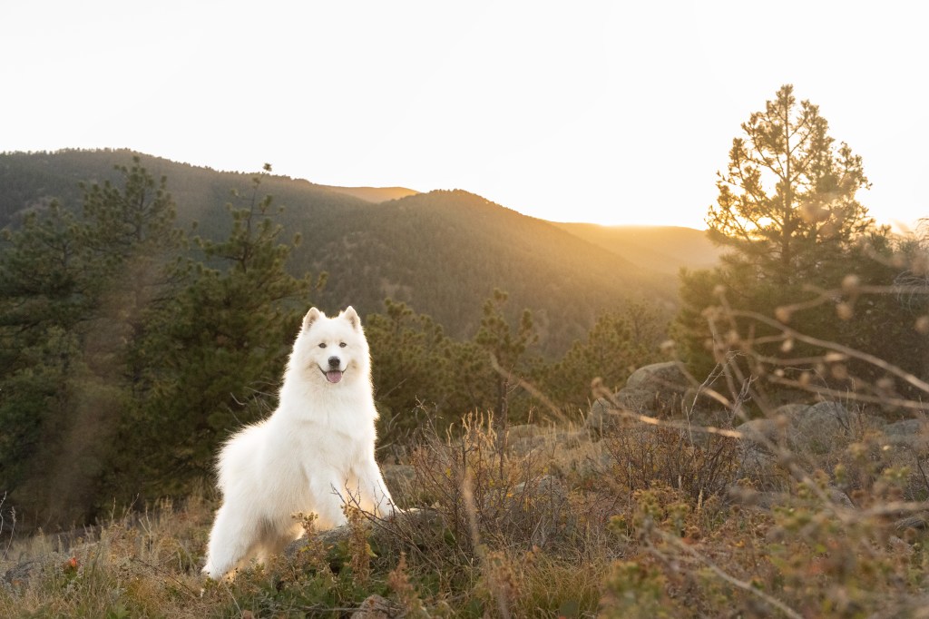 White Samoyed dog stands on log surrounded by mountain sunsets in Boulder.