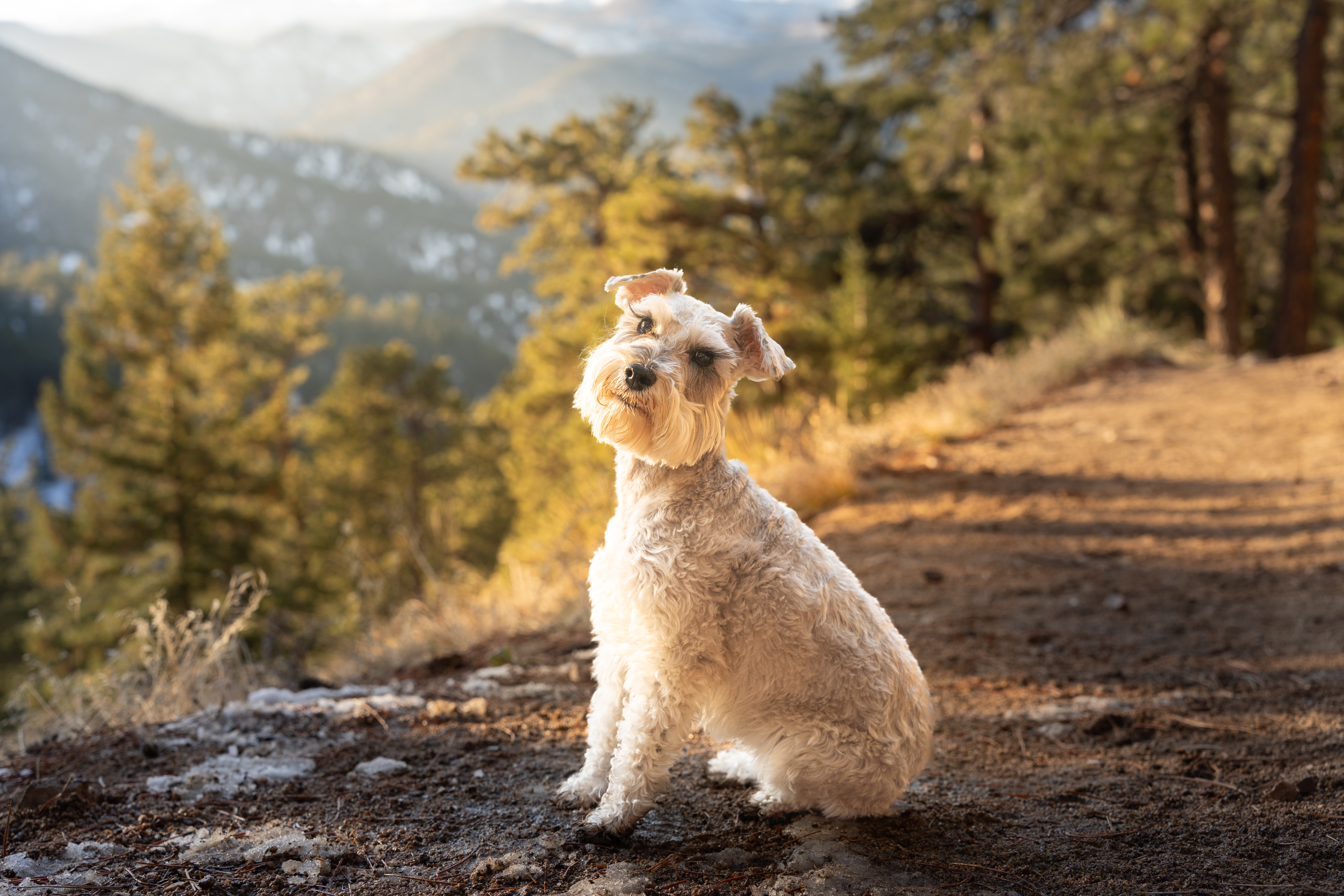 Light grey mini schnauzer dog sitting on a trail with the snowy sunset mountains behind her.