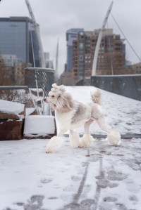 Poodle struts downtown in Denver Colorado near the Highland Bridge.