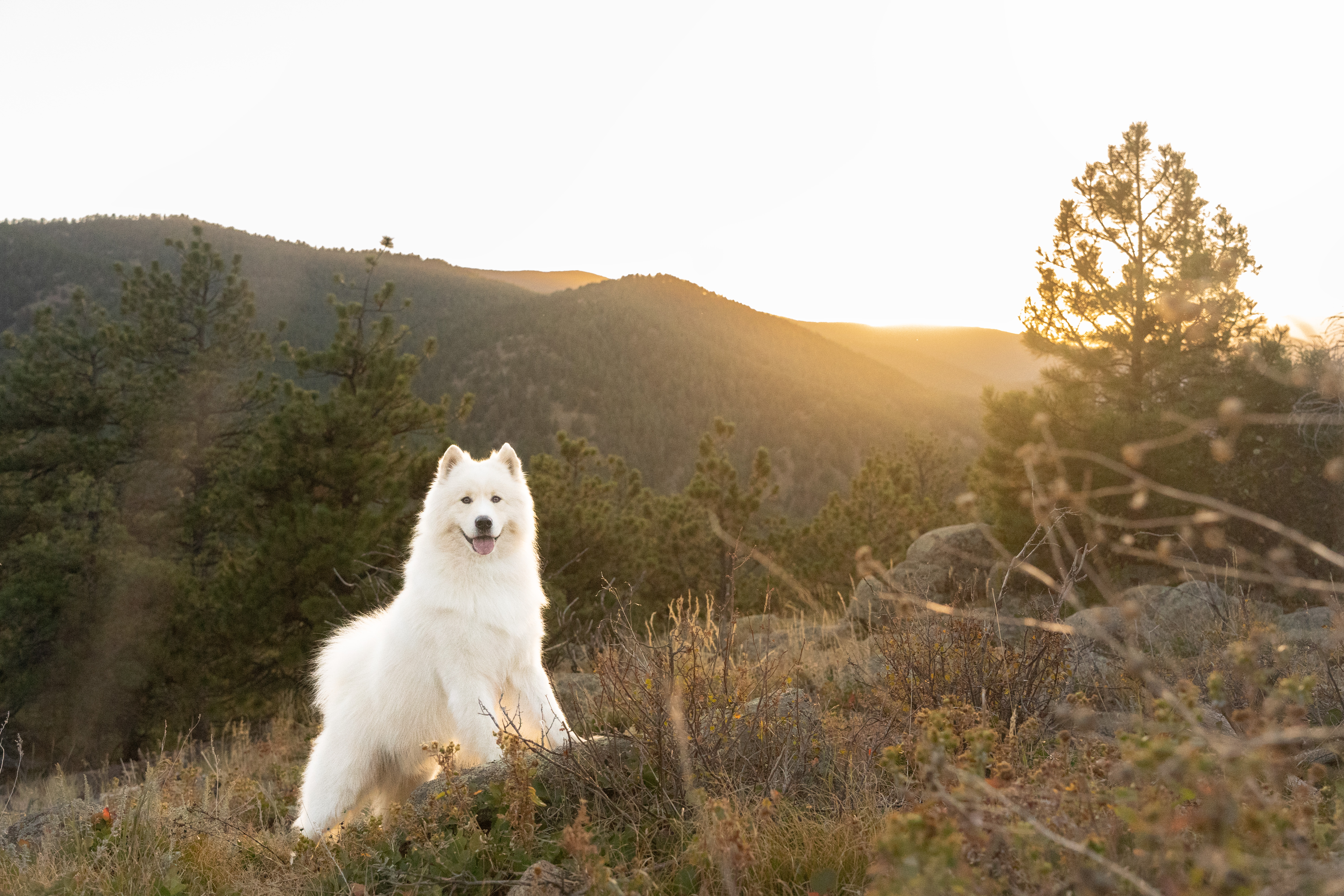 White Samoyed stands with front feet on rock smiling at the camera with the sun setting behind the mountains behind him.