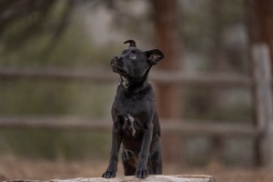 Mixed breed black pug like puppy stands with front feet on a log in evergreen forest.
