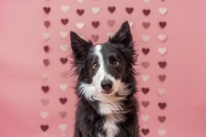 Border Collie looks into the camera during a pink valentine's session.
