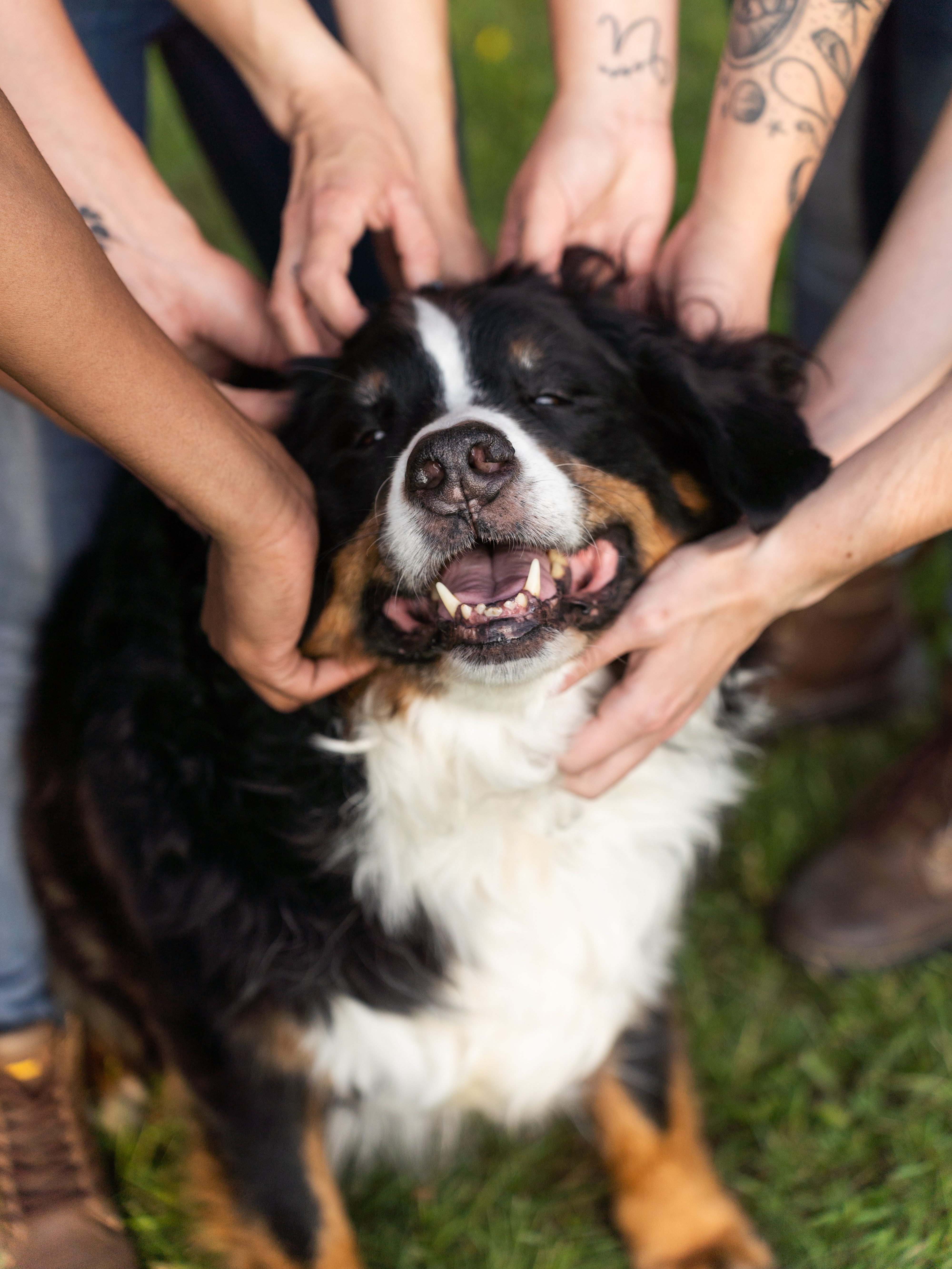 Bernese mountain dog smiles while being pet by dog trainers during a dog training business branding session.
